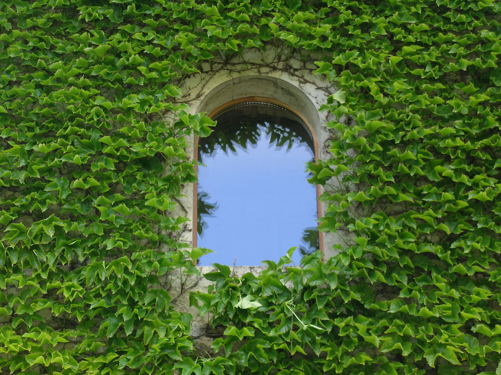 Chassis — Bois exotique.